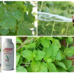 Means to combat aphids on grapes