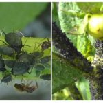 Aphids on green tomato