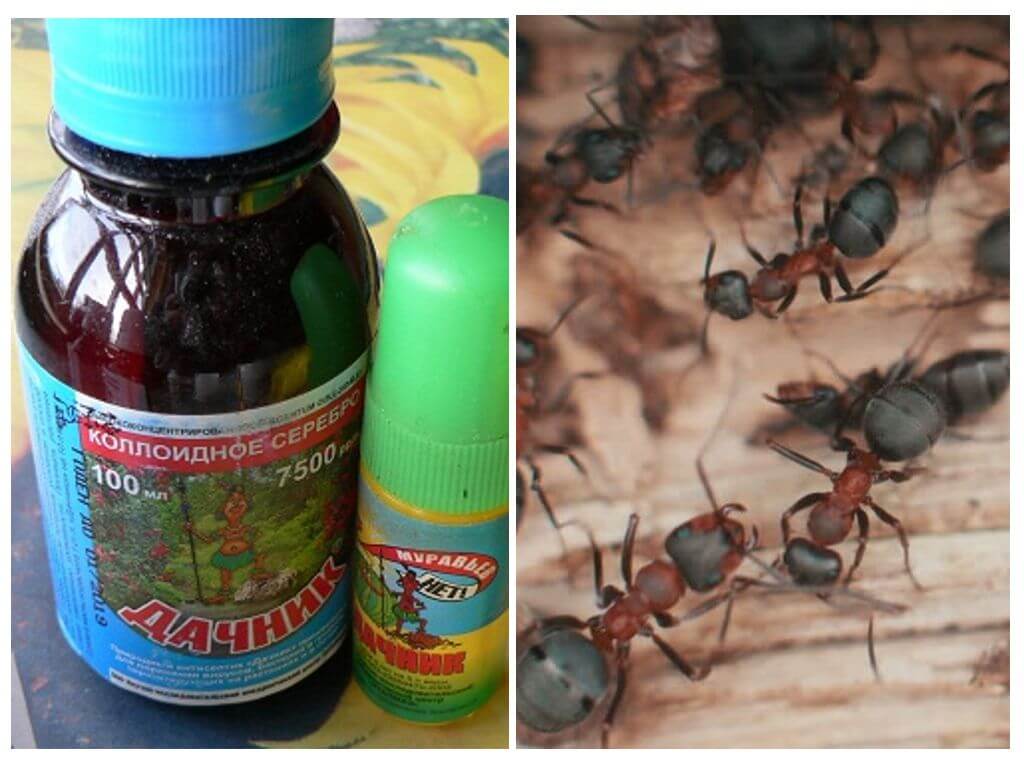 Significa l'estiu resident de formigues
