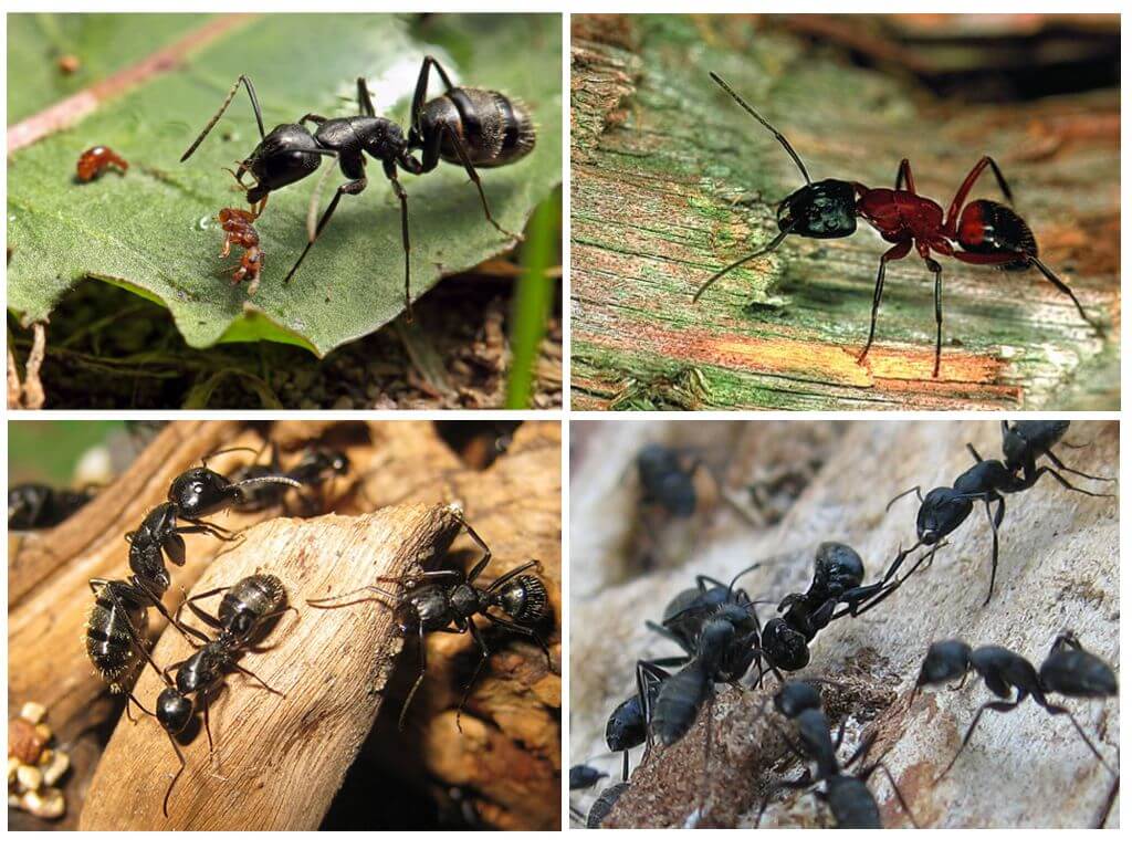 Mravenci dřeva