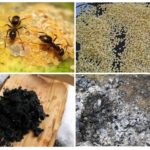 Receptes populars de formigues