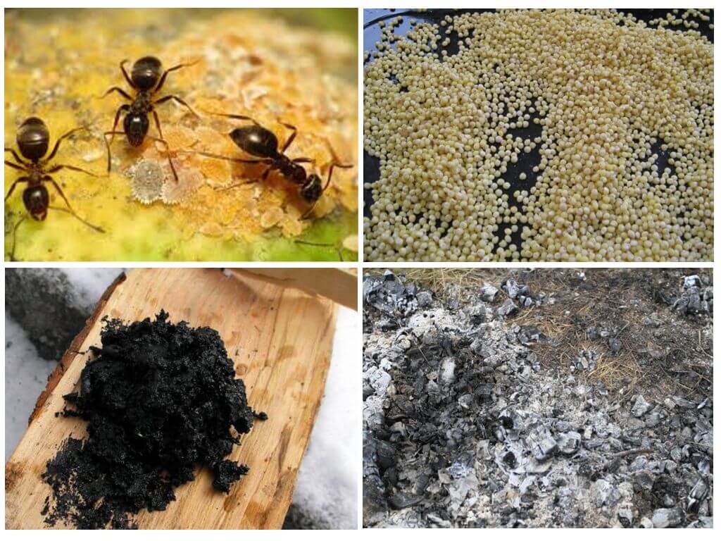Receptes populars de formigues