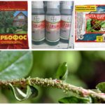 Chemical methods for the destruction of aphids