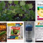 Insecticides against aphids