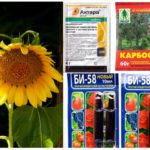 Toxic chemicals from aphids on sunflower