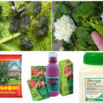 Insecticides for insect pests