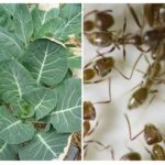 Ants on cabbage