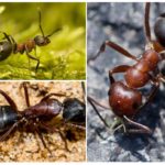 Lesní červení mravenci