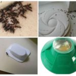Insect traps
