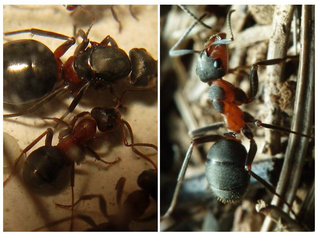 Luční mravenci