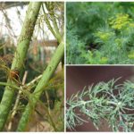 Aphids on dill
