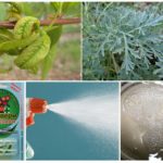 Methods of dealing with aphids