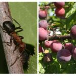 Ants on plum