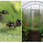 Ants in the greenhouse