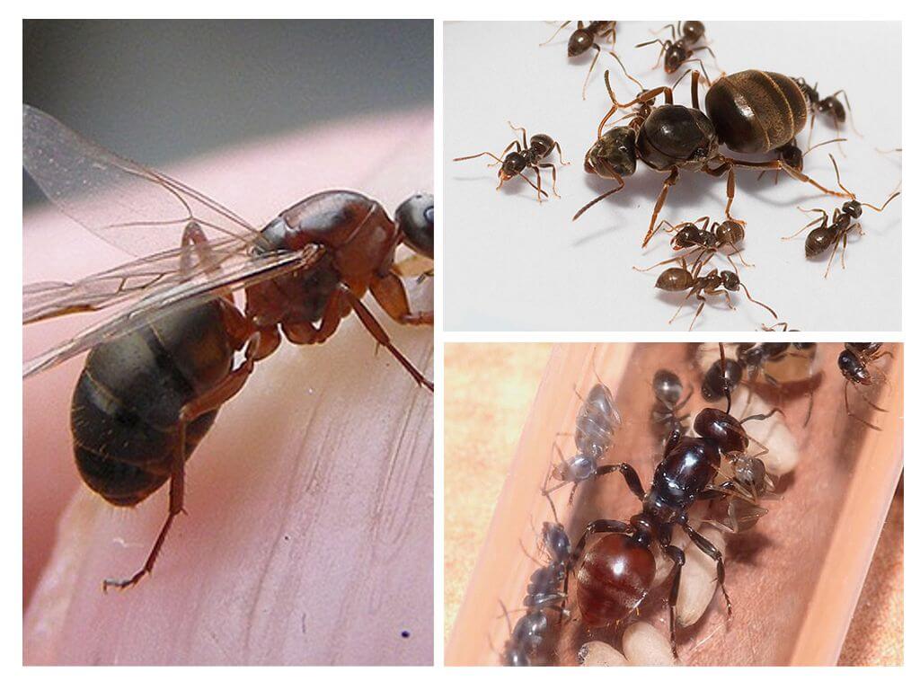 La composició de les formigues a la colònia
