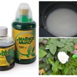 Processant plantes amb sabó verd