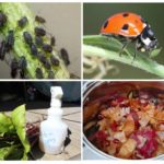Folk remedies for aphids