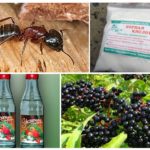 Folk remedies for ants in the garden
