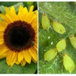 Aphid on sunflower
