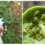 Application of garlic solution from aphid