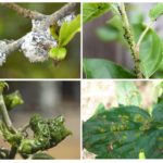 Signs of aphids