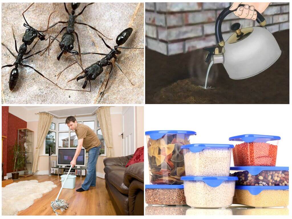 Prevenció de formigues