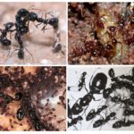 Breeding ants