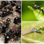 Černí zahradní mravenci