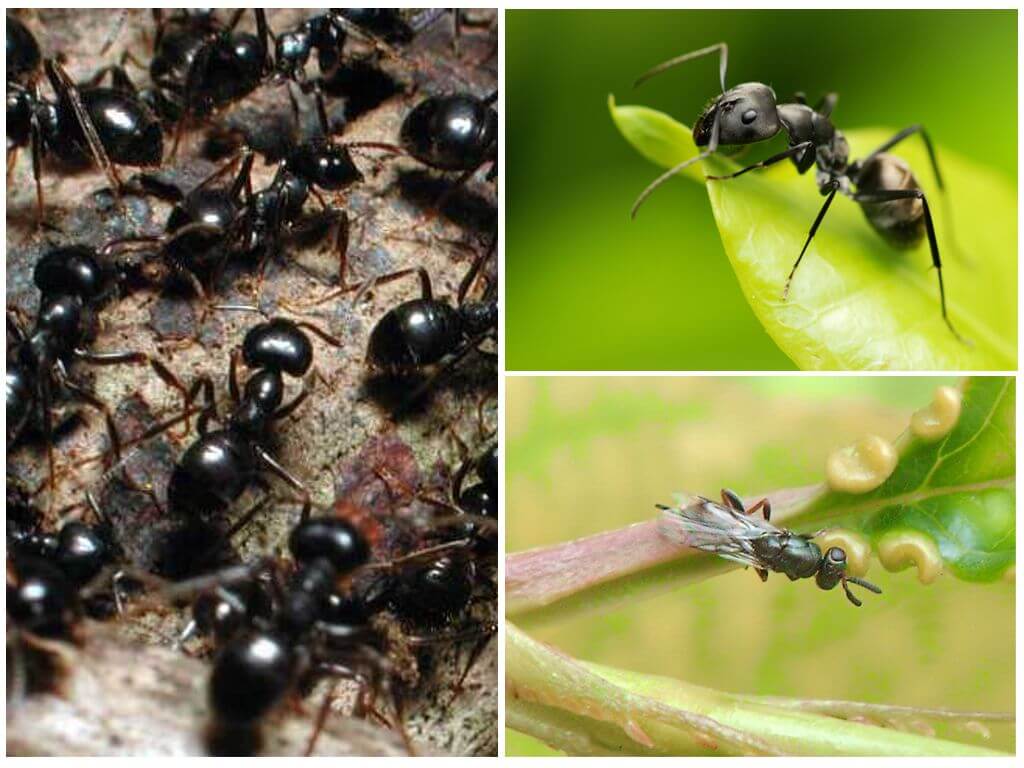 Černí zahradní mravenci