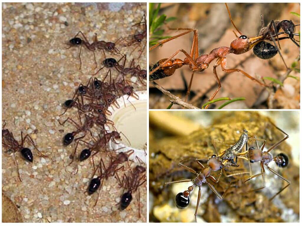 Vlastnosti mravenci buldoků