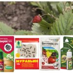 Ant products on strawberries