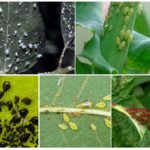 Types of aphids