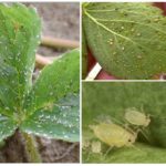 Aphids on strawberries