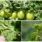 Aphids on gooseberry