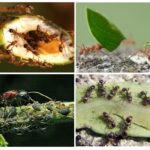 Els beneficis i els danys de les formigues