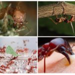 Atta ants life