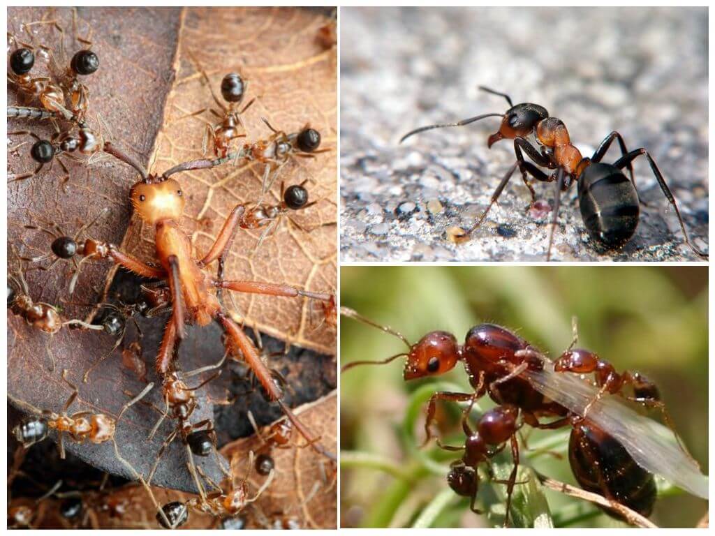 Vida de formigues forestals