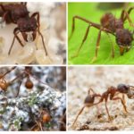 Ant leaf cutter life