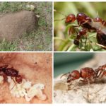 Red ant habitat