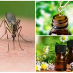 Essential oils from mosquitoes