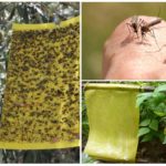 Sticky insect traps