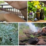 Essential oils, wormwood and glowing spruce are able to get rid of mosquitoes