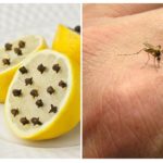 Lemon and mosquito cloves