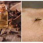 Clove oil against mosquitoes