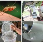 Homemade mosquito traps