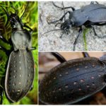 Ground beetle of the family Circus