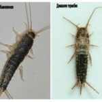 Common silverfish and homemade thermobia
