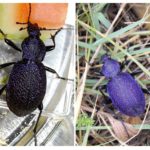 Crimean ground beetle