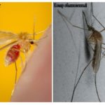 Mosquito and mosquito ordinary