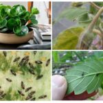 Spider mite, thrips and mushroom mosquitoes